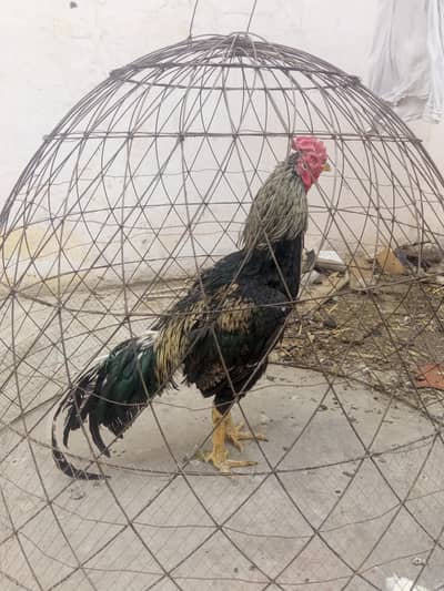 breader pair for sale