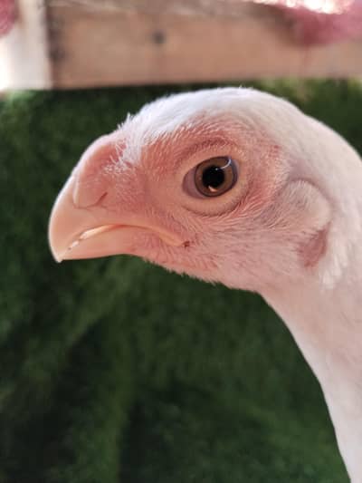indian Parrot beak chicks