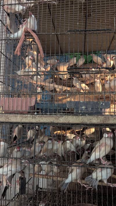 Fawn Java breeder pair in bulk for sale