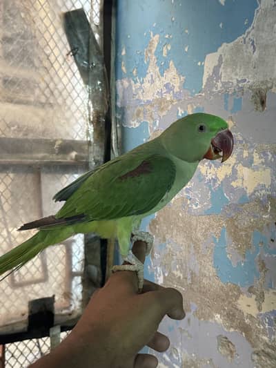 Raw Kashmiri parrot
