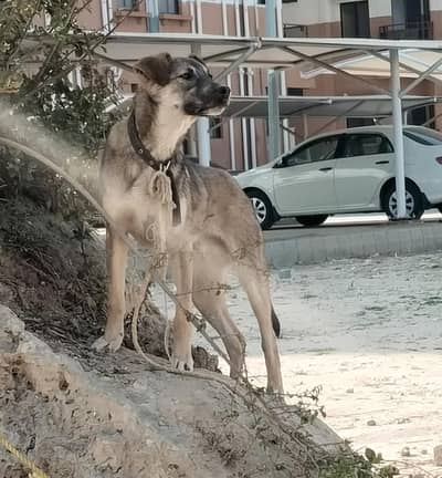 Turkish Kangaa, Guard dog, male dog,