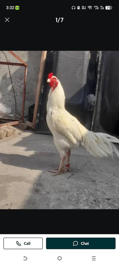 aseel murgi heera and amrohi nok nalik eyes White