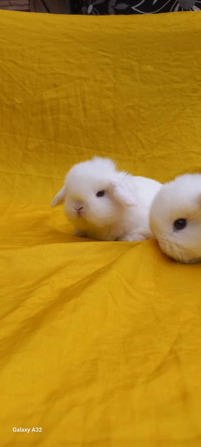 Holland lop Bunnies/Punched face /Top notch