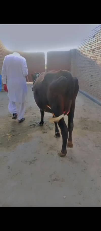 cow for sale