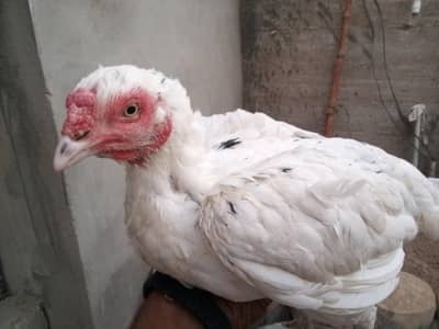 Aseel murghe white eyea with 4 eggs