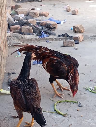 jisy samjh ay WO Bhai rabta kary