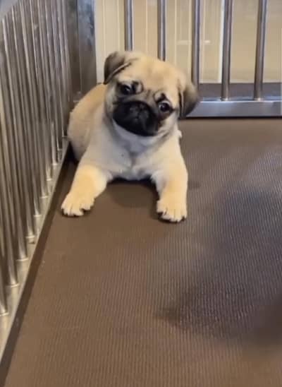 pug puppies