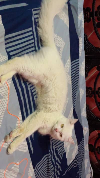 white single code persian cat