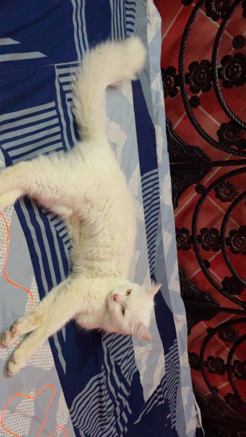 white single code persian cat 1
