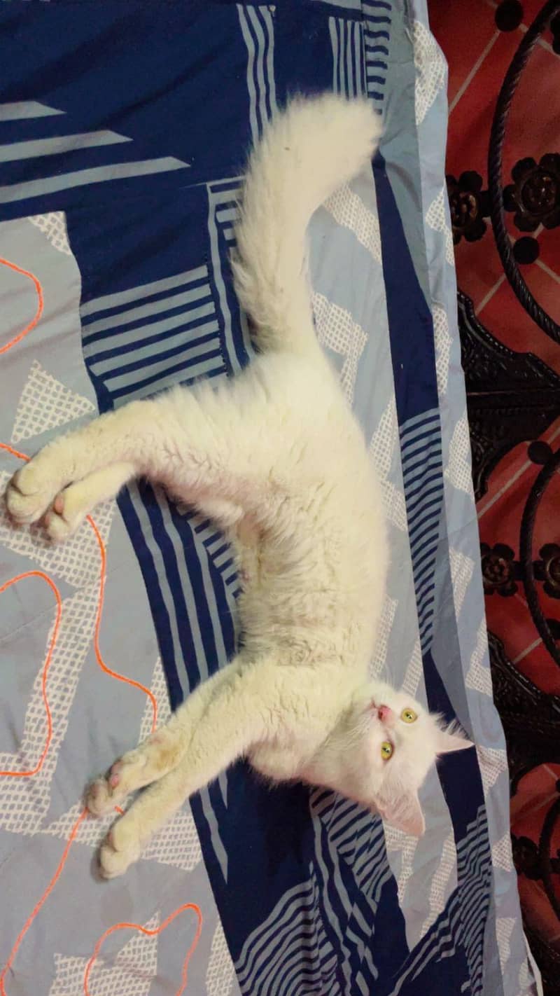 white single code persian cat 2