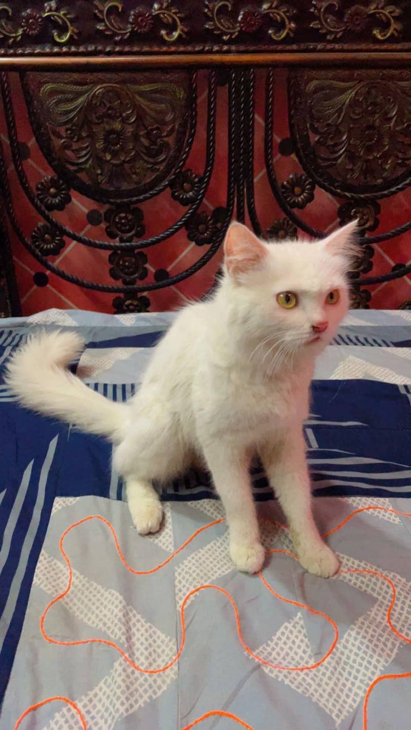 white single code persian cat 3