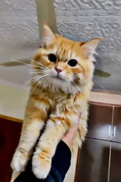 Double coated persion