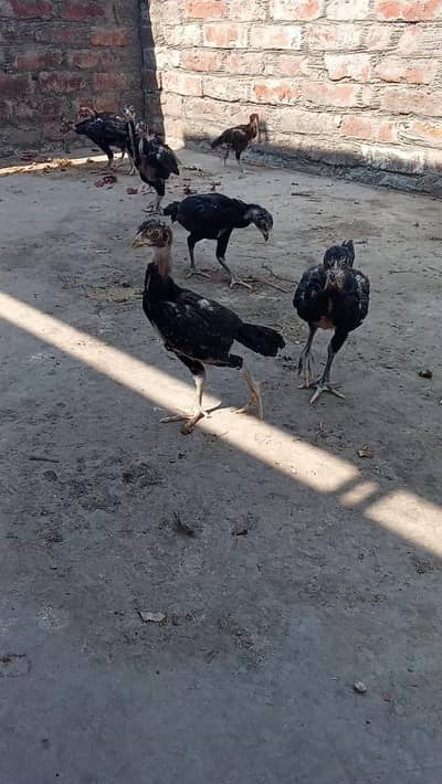 Aseel Thai Chicks for sale