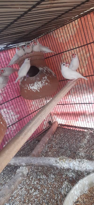 Jacobin breeder pairs & white, silver, Grey java