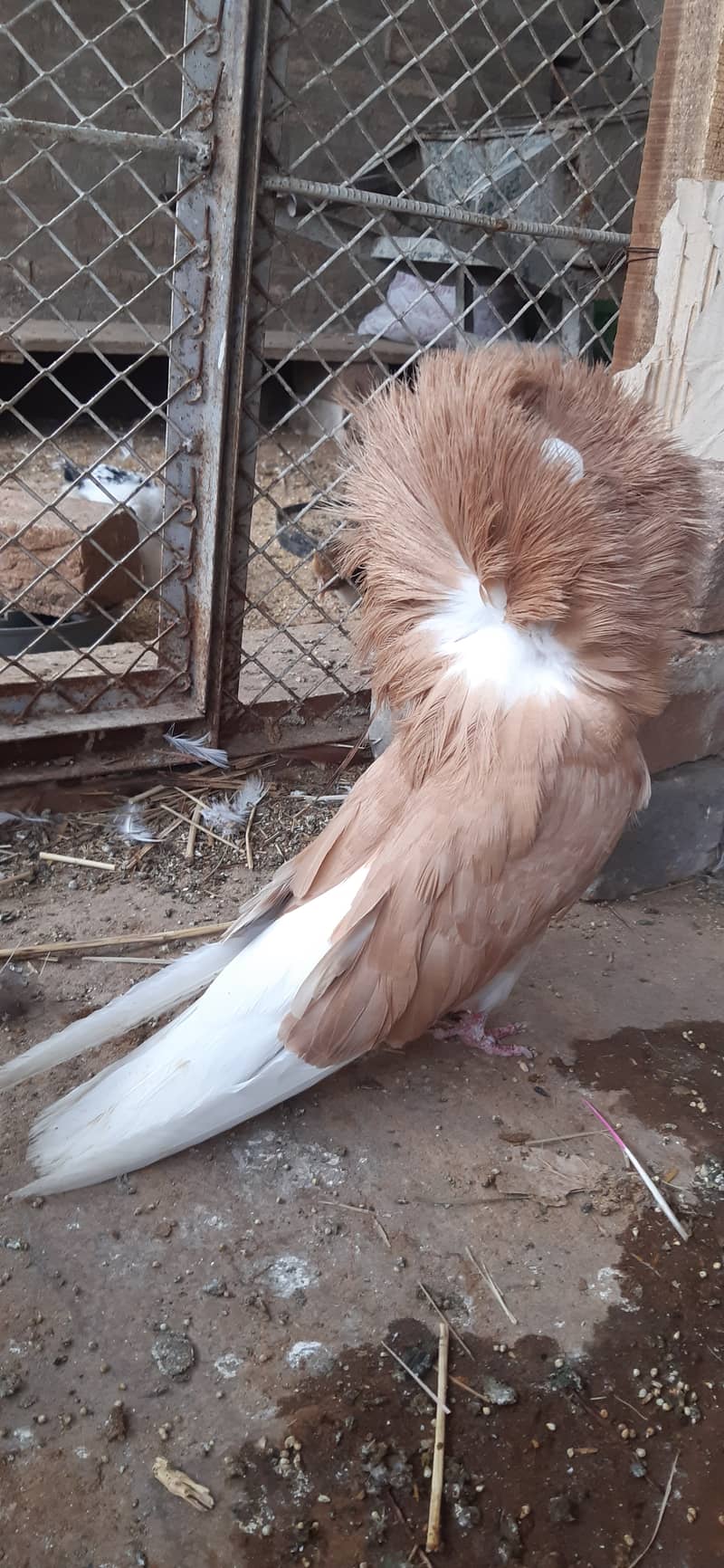 Jacobin breeder pairs & white, silver, Grey java 1