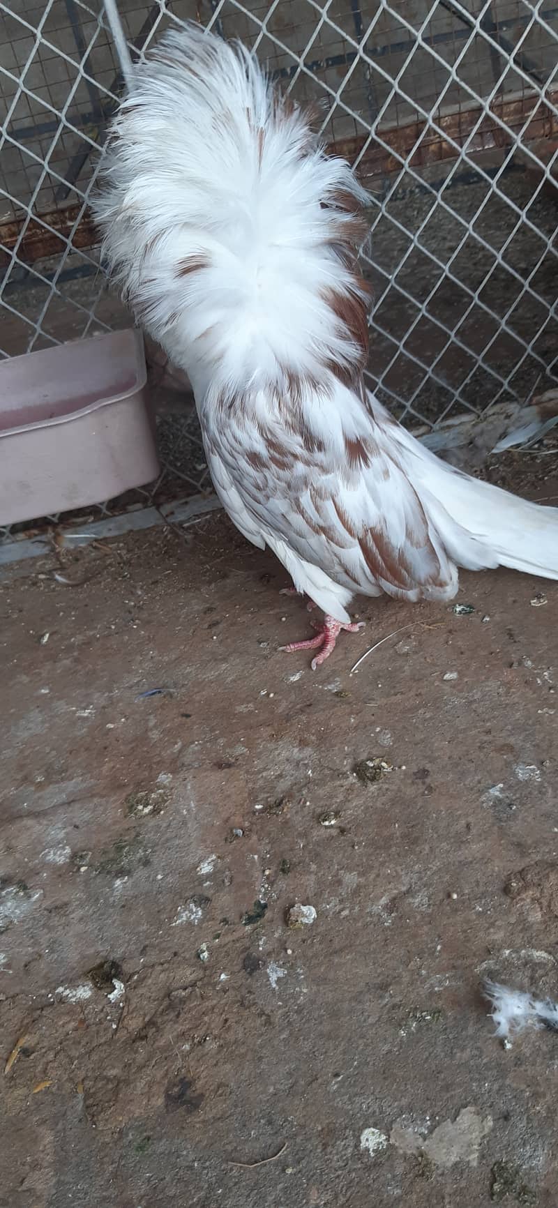 Jacobin breeder pairs & white, silver, Grey java 2