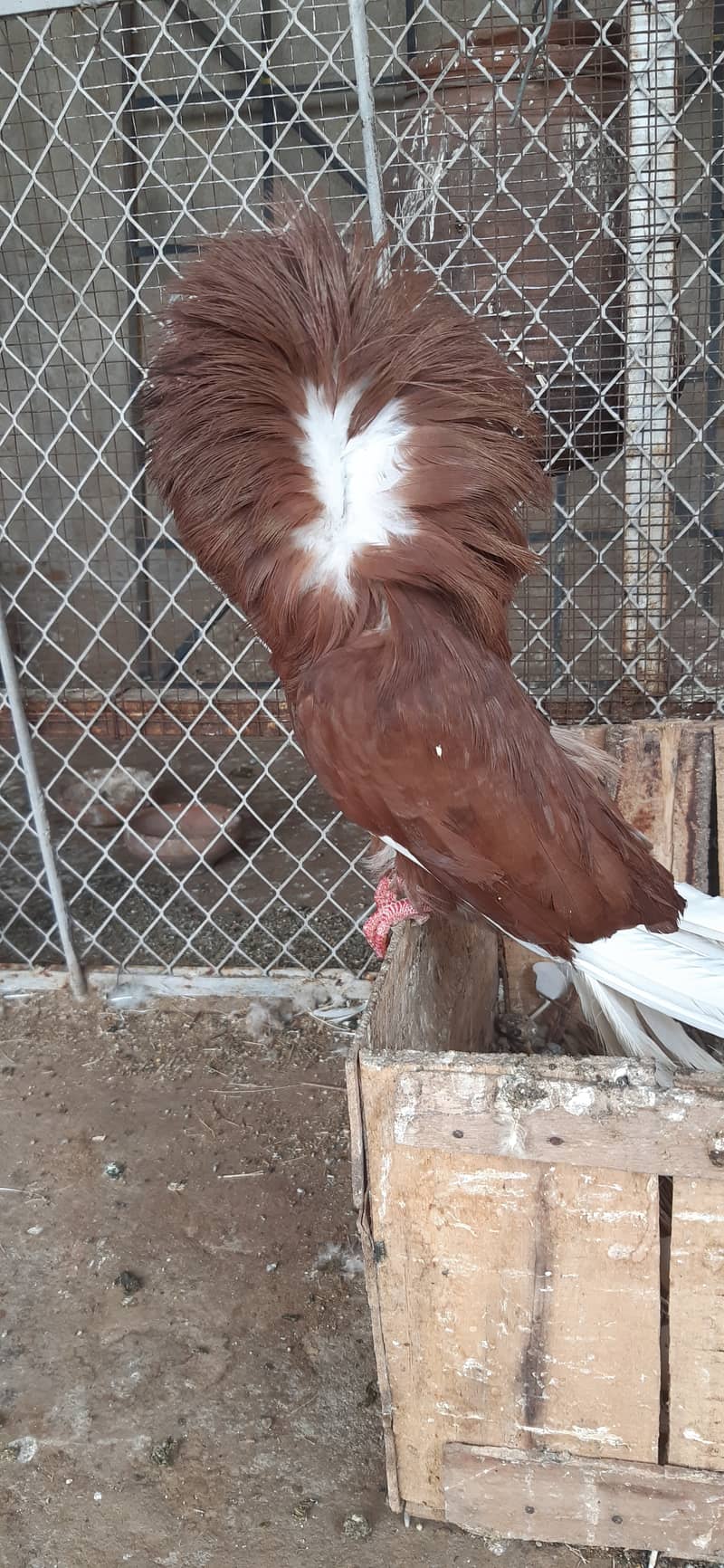 Jacobin breeder pairs & white, silver, Grey java 3