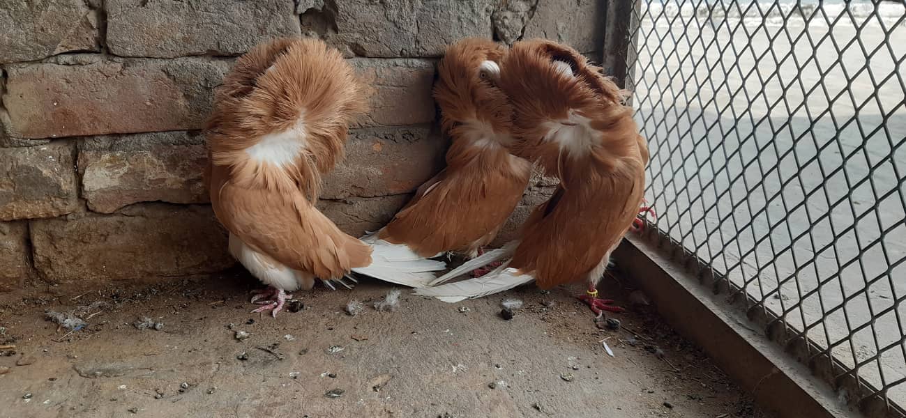 Jacobin breeder pairs & white, silver, Grey java 5