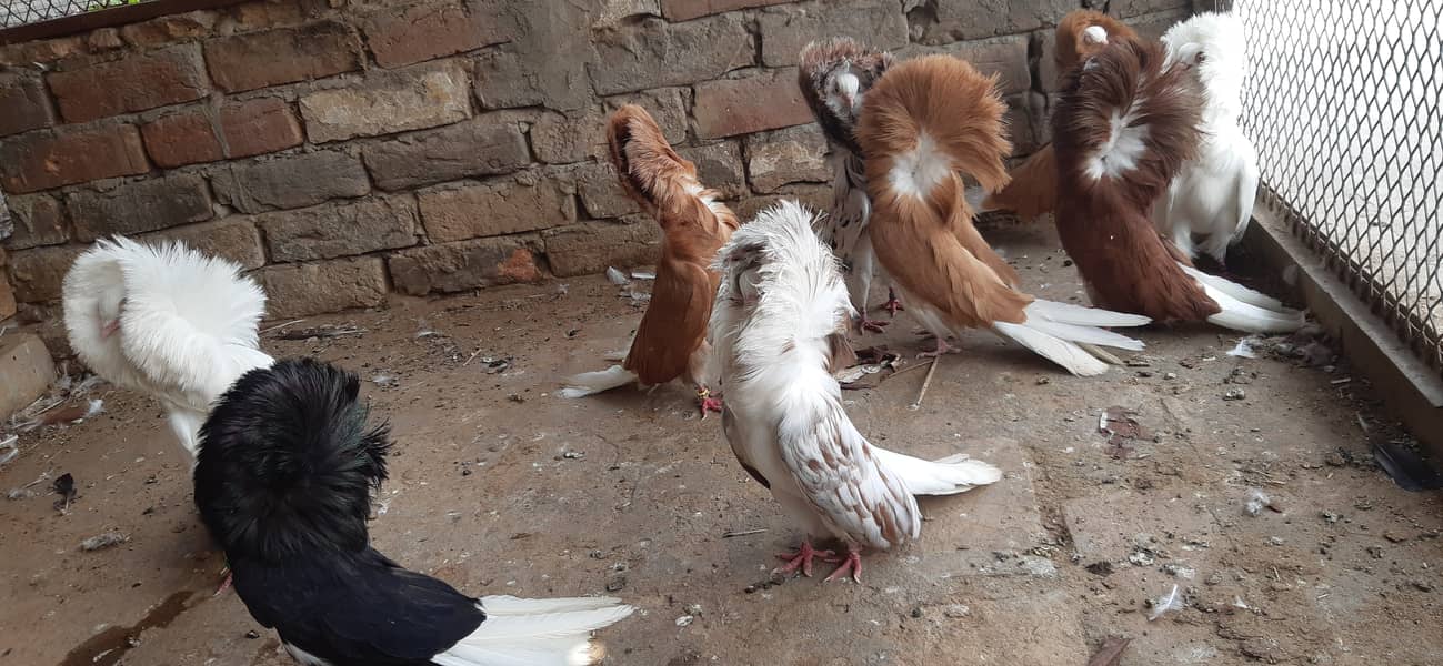 Jacobin breeder pairs & white, silver, Grey java 6