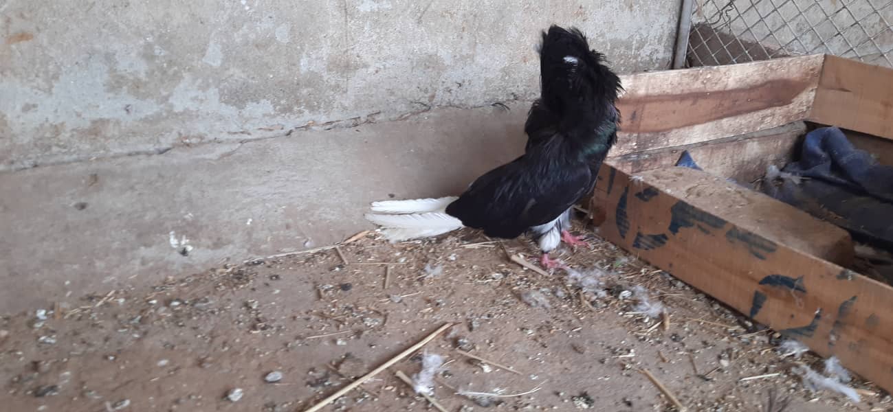 Jacobin breeder pairs & white, silver, Grey java 7