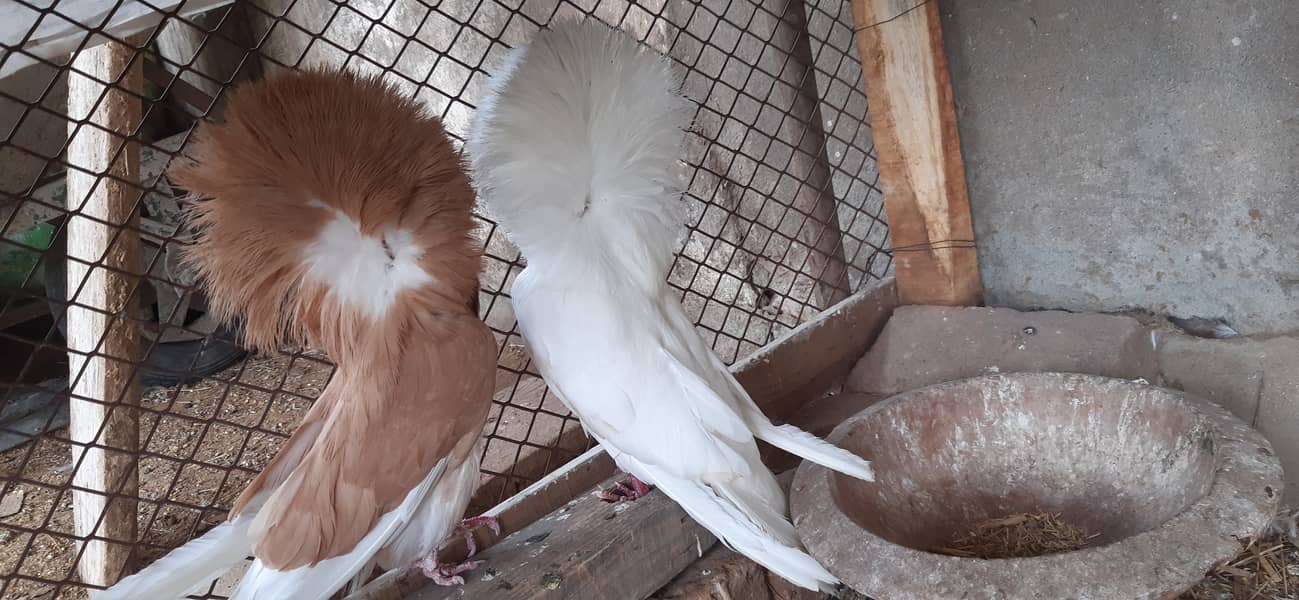 Jacobin breeder pairs & white, silver, Grey java 8