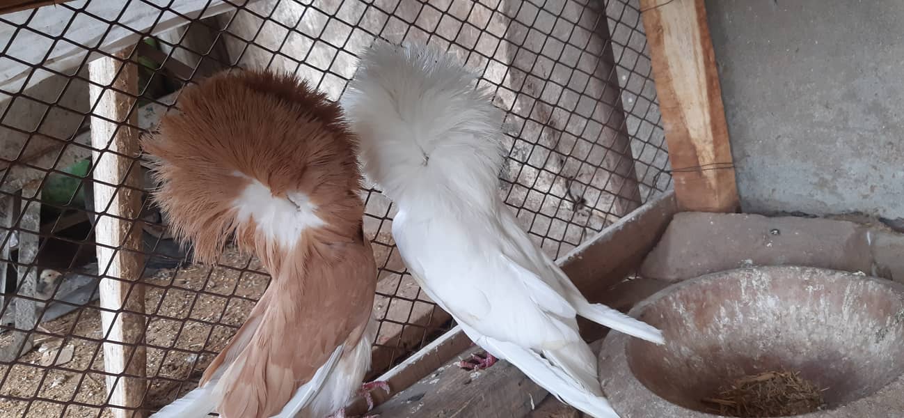 Jacobin breeder pairs & white, silver, Grey java 9