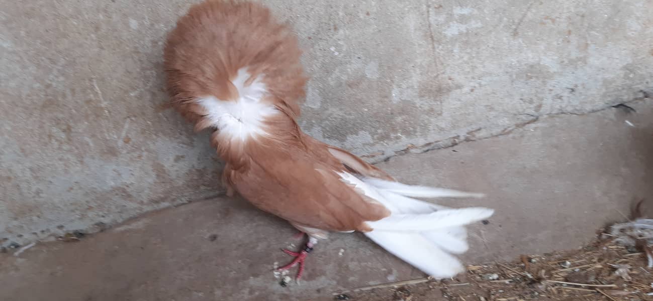 Jacobin breeder pairs & white, silver, Grey java 11