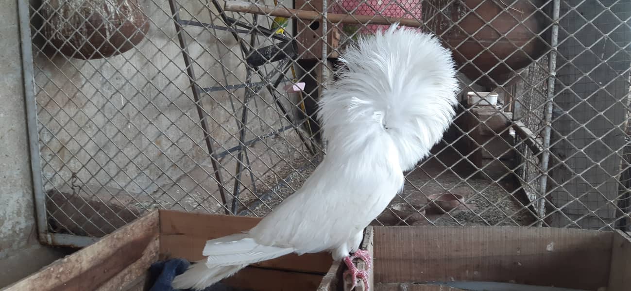 Jacobin breeder pairs & white, silver, Grey java 12