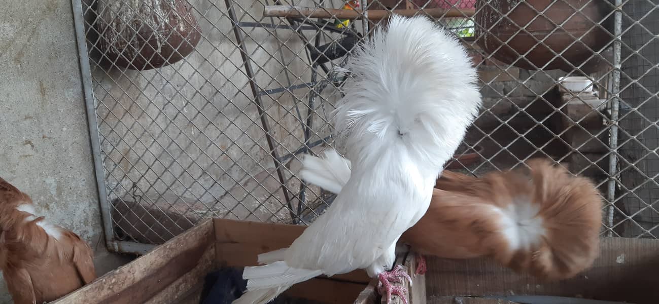 Jacobin breeder pairs & white, silver, Grey java 13