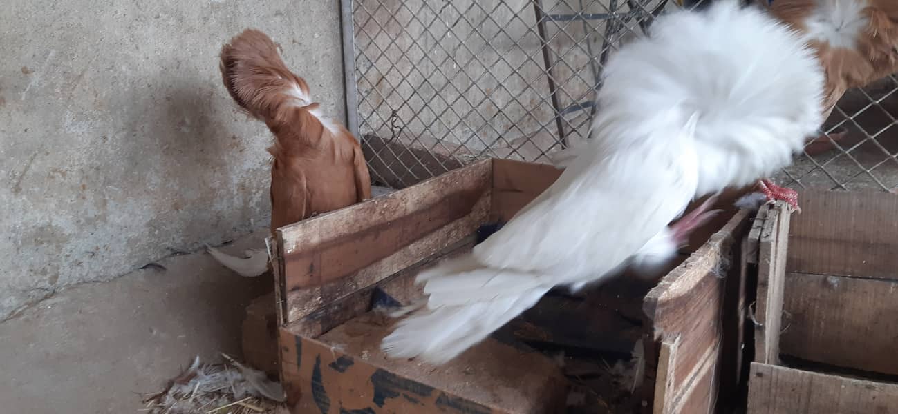 Jacobin breeder pairs & white, silver, Grey java 14