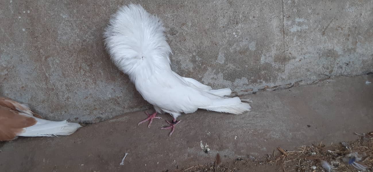 Jacobin breeder pairs & white, silver, Grey java 15