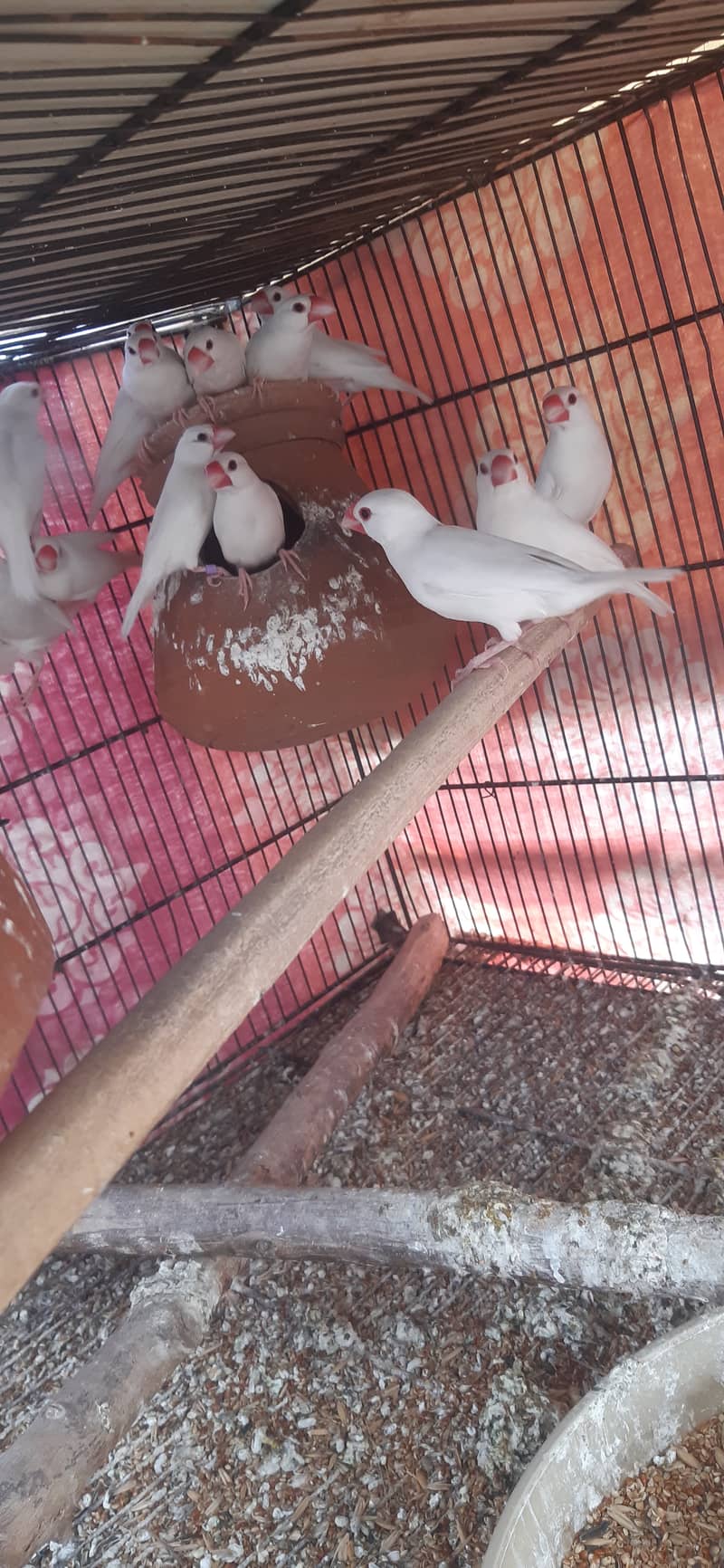 Jacobin breeder pairs & white, silver, Grey java 16