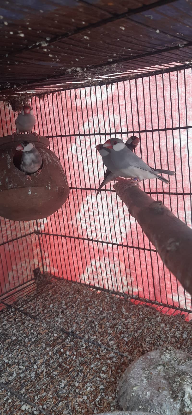 Jacobin breeder pairs & white, silver, Grey java 17