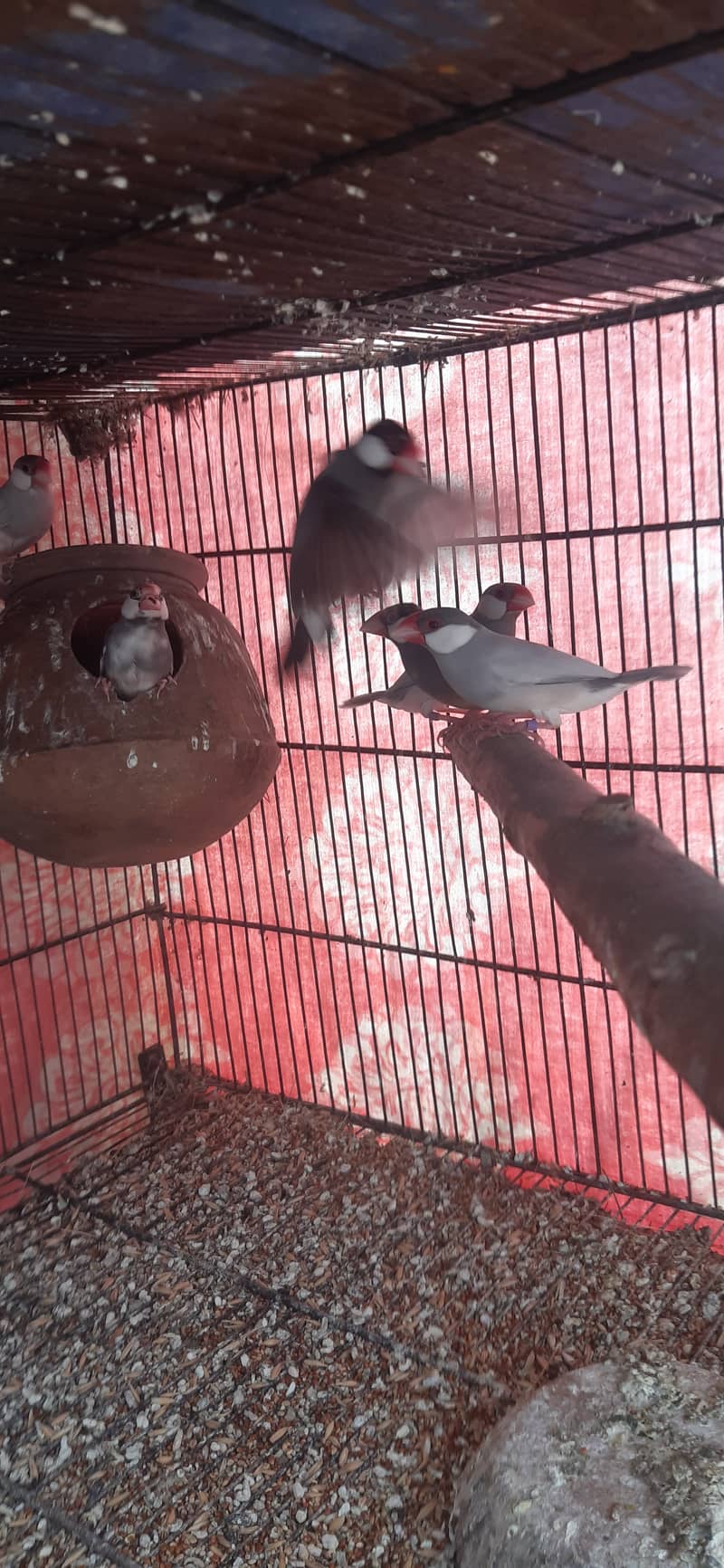 Jacobin breeder pairs & white, silver, Grey java 18