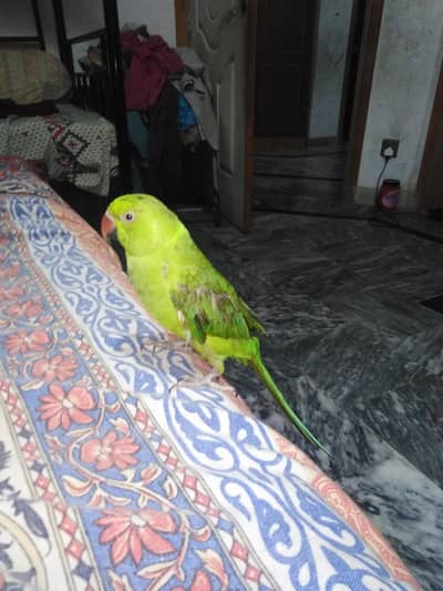 parrot for sale full hand tame number 03175770102