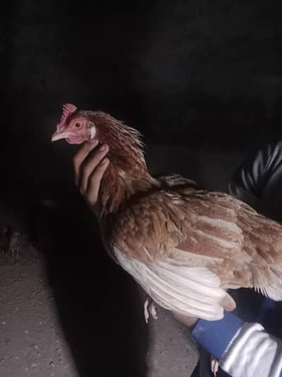 Desi hens kurak wali