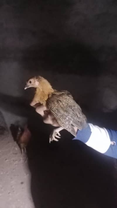 Desi hens kurak wali