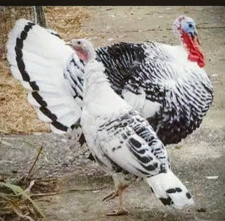 Turkey Breader pair 0