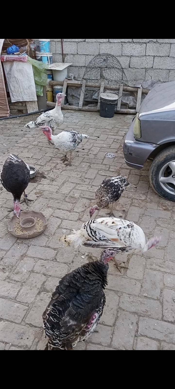 Turkey Breader pair 1