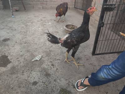 pure burmi 4month chicks aik 6k ka final