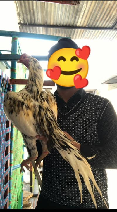 aseel phata china phat ha  price final ha (03136417097)