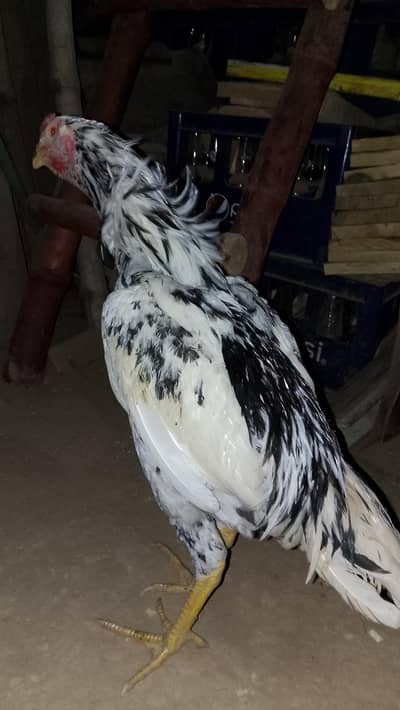 shamo male age 7 months