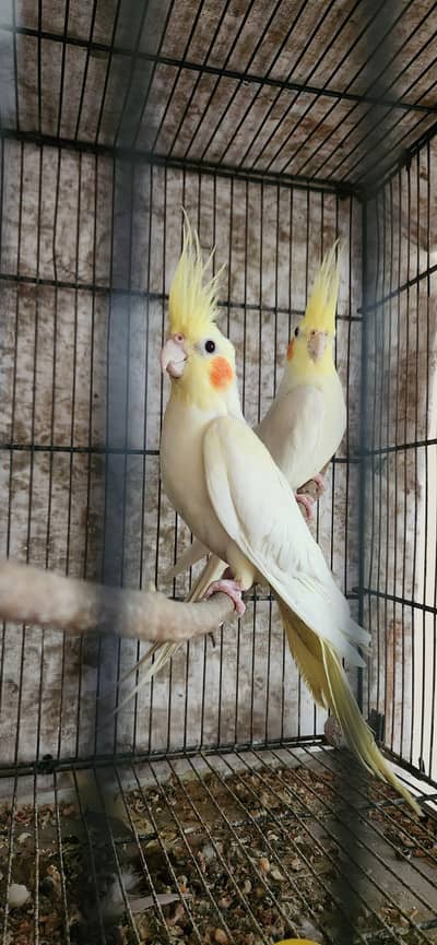 Common white Cocktail Breeder pair For sale