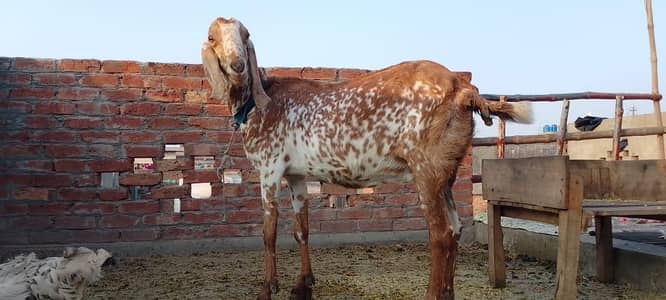 makhi chini/ghban/goat/bakri