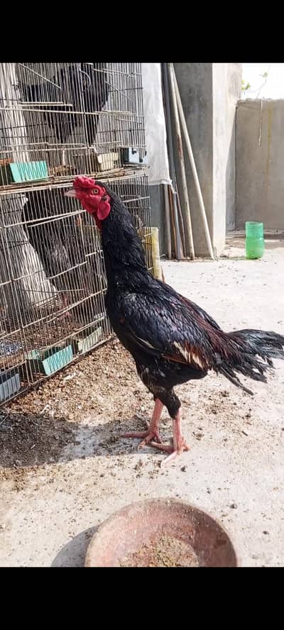 Pure Aseel Murga for Sale – Healthy (One Eye Issue)