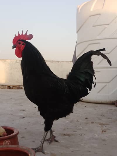 Austrolop rooster for sale