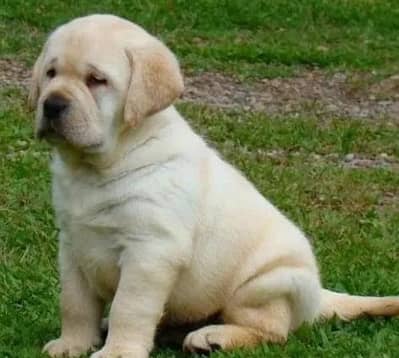 Labrador puppies 03101565438