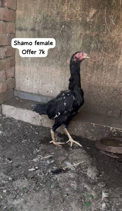 Aseel Shamo | Female | Male | Chicks | Black | White | Lakha