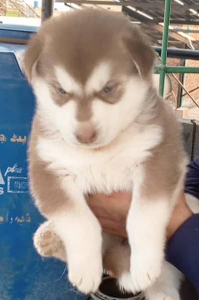 Alaskan malamute husky  puppy