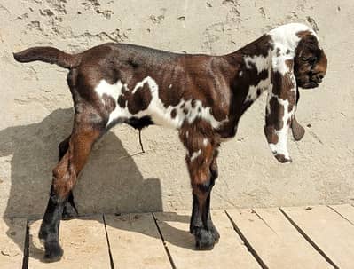 Nagra Beeta bareedar Female